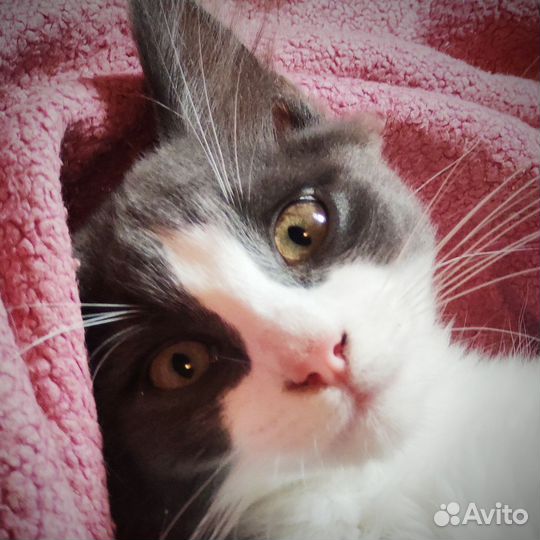 Котëнок Жорик Бесплатно в хорошие руки