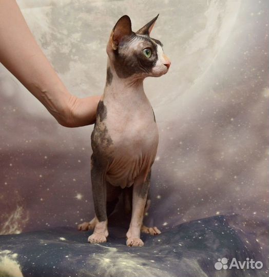 Сфинксы кот и кошка