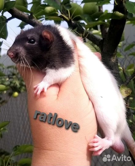 Крысята мальчики