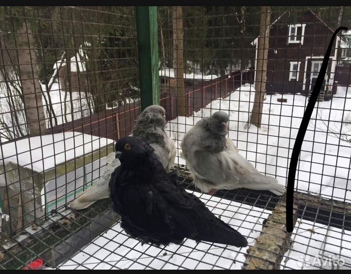 Голуби китайская чайка