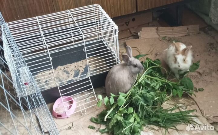 Декоративные кролики