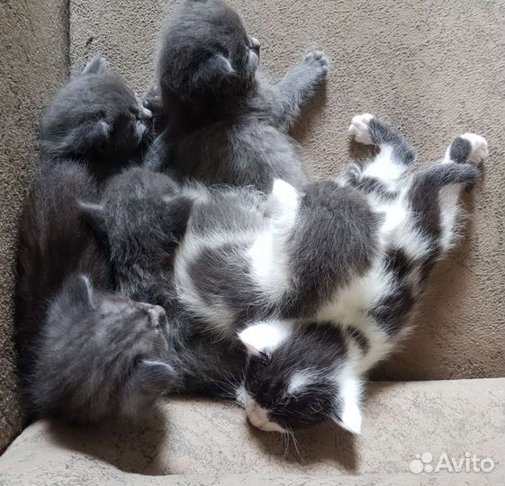 Котята в добрые руки