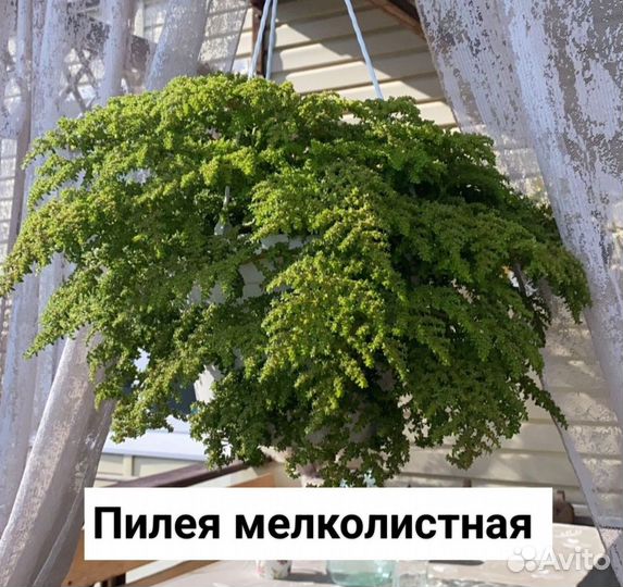 Комнатные растения