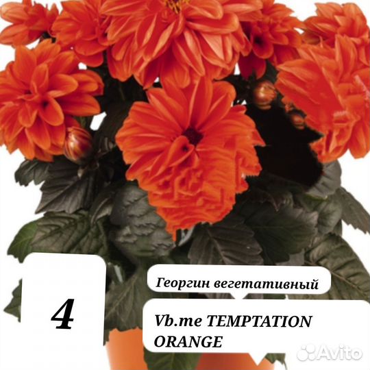 Георгины вегетативные
