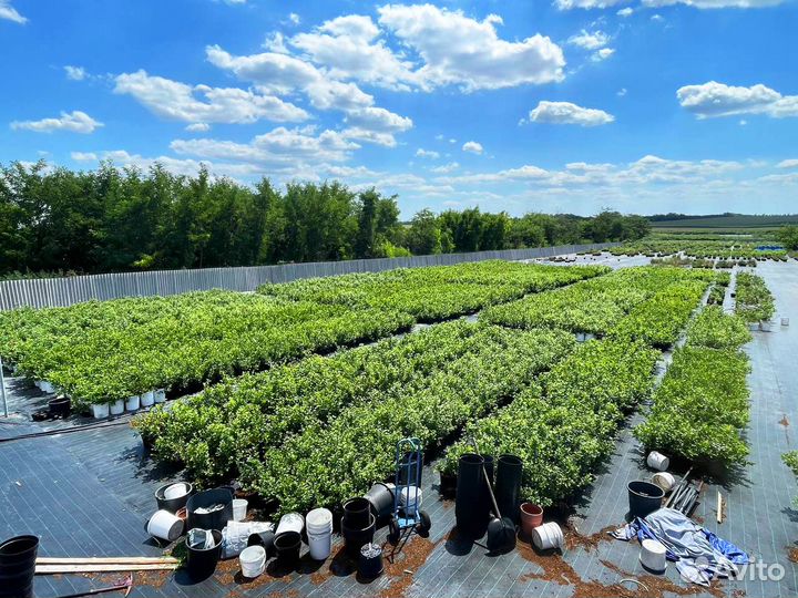 Саженцы голубики от производителя опт и розница