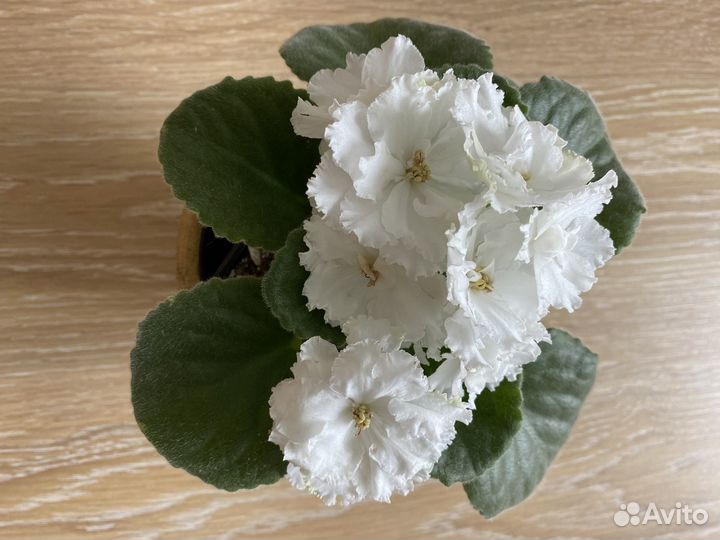 Толстянка, фиалка