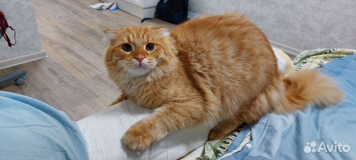 Шотландский кот на вязку