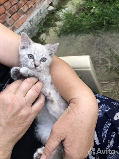 Кошка в дар бесплатно
