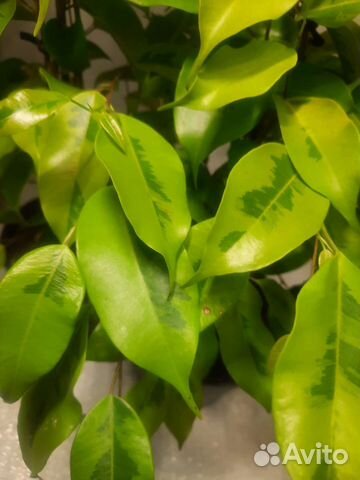 Фикус Бенджамина Голден Моник (Golden Monique)