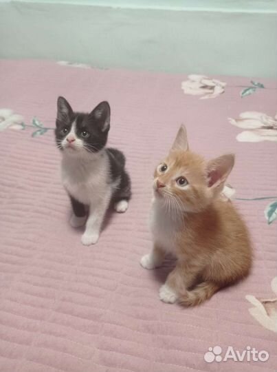 Кошка в дар