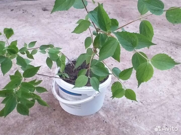 Жасмин,саженцы