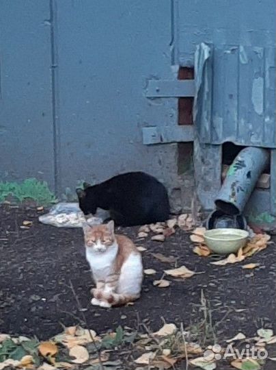 Котята подростки бездомные