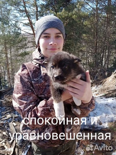 Отдам щенков от крупной дворовой собаки