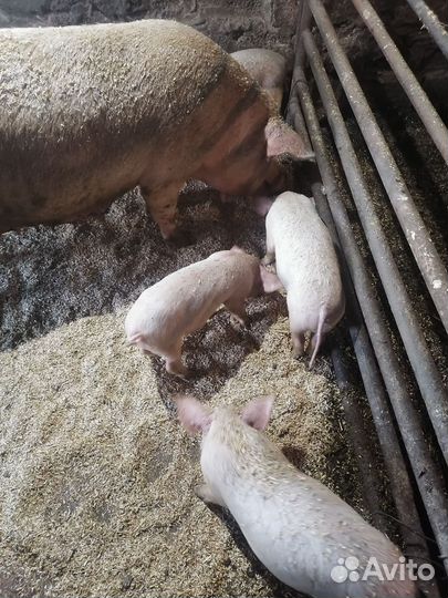 Поросята