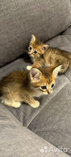 Котята 1,5 мес