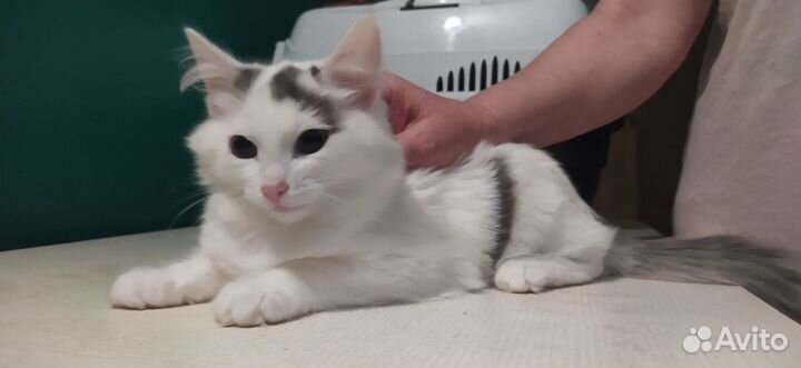 Котик в добрые руки
