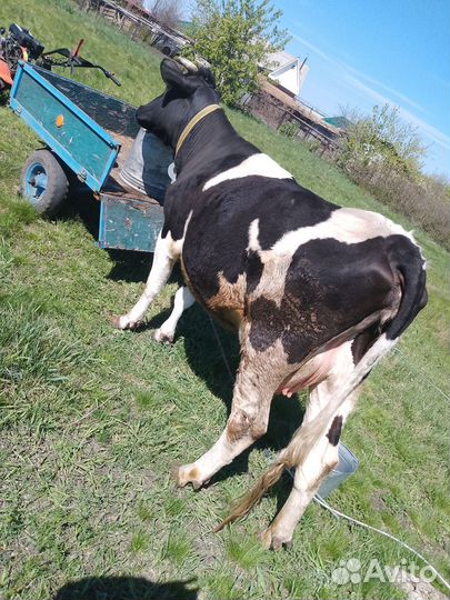 Продам Корову