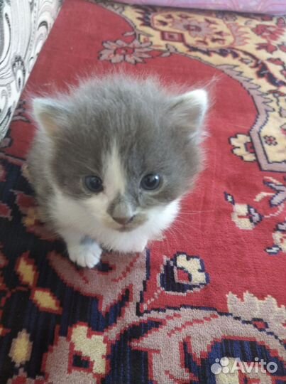 Котенок в добрые руки, мальчик