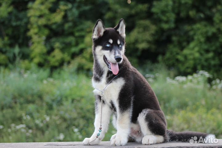 Сибирский хаски