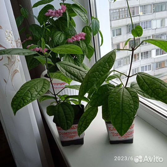 Клеродендрум Томпсона