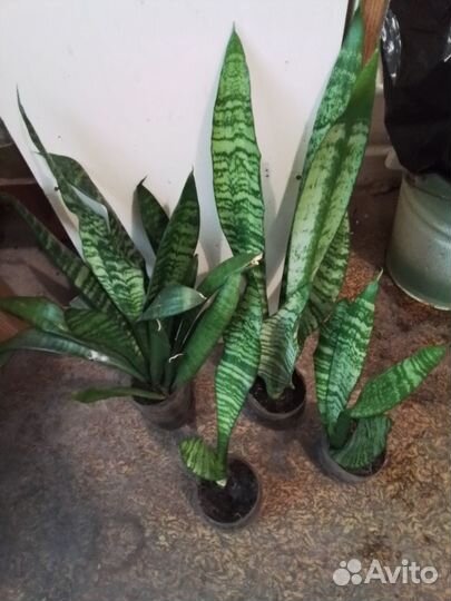 Комнатный цветок сансивьера