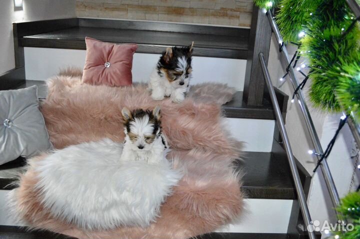 Бивер девочки и мальчик