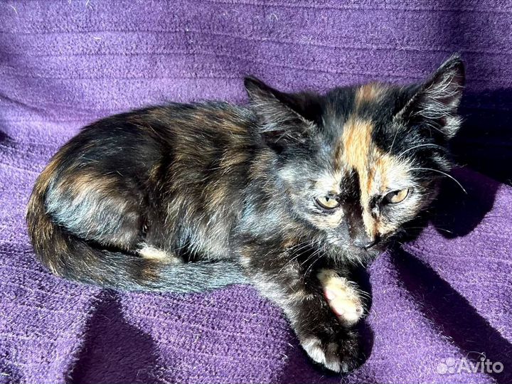 Ласковый котенок девочка ищет дом