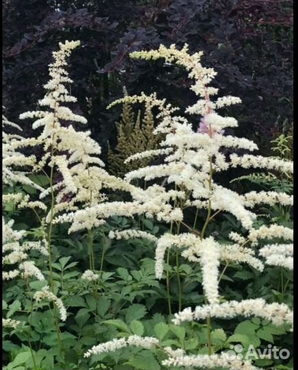 Астильба (4 сорта )