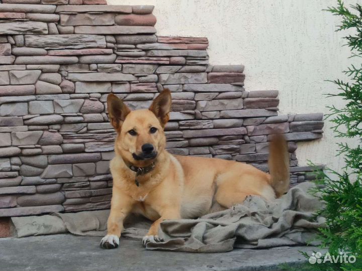 Собака, лапочка Персик