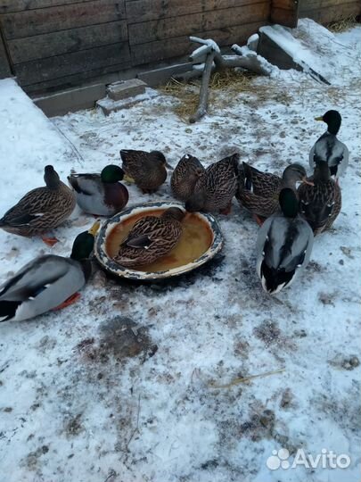 Подсадные утки для охоты