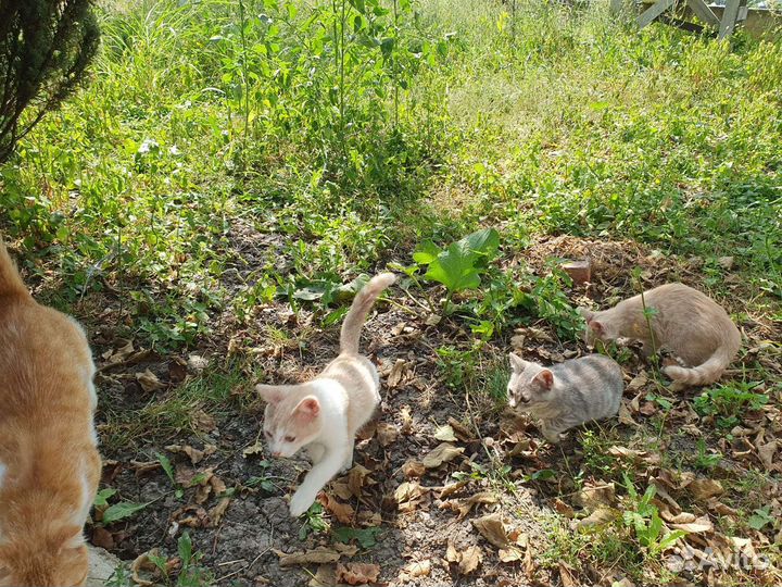 Котята в добрые руки бесплатно