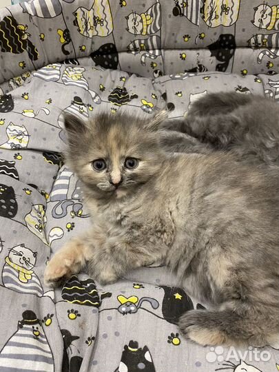 Котята помесь с британцами