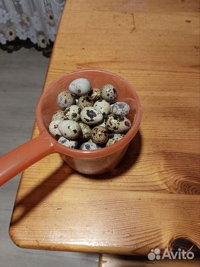 Яйца перепелиные домашние
