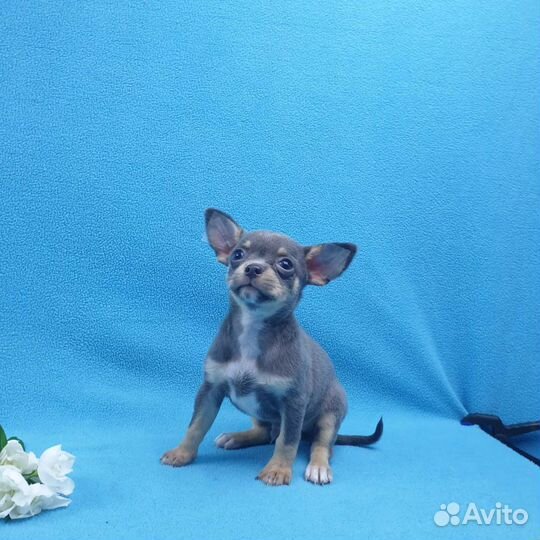 Щенки чихуа.Любой окрас и размер.Питомник