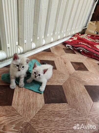 Кошки породистые