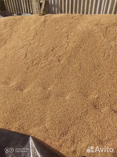 Яровая пшеница ячмень