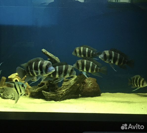 Фронтоза Бурунди