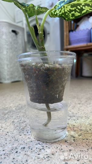 Диффенбахия рефлектор