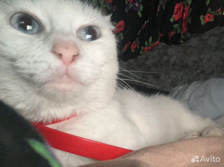 Кошки породистые бесплатно