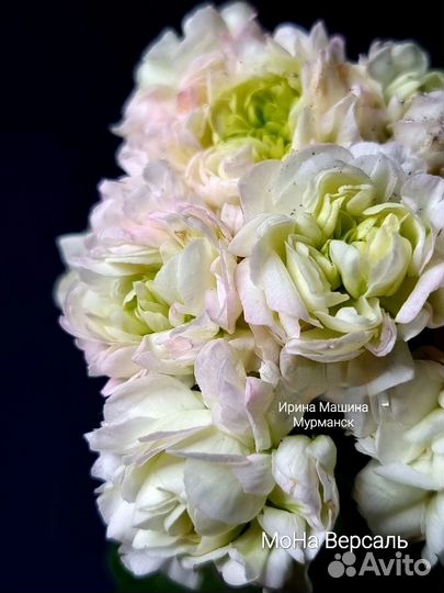 Герань пеларгония