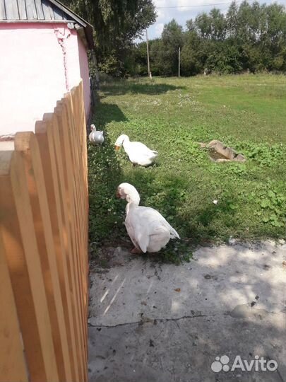 Семья гусей