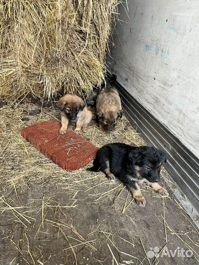 Щенки