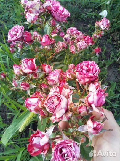 Саженцы роз