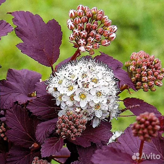 Пузыреплодник калинолистный андре