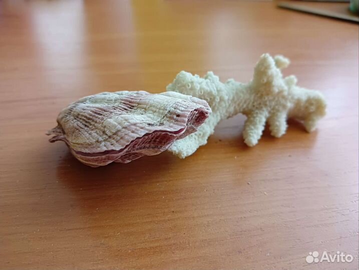 Морские звезды, ракушки, камни, коралл