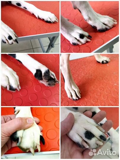 Груминг домашних питомцев