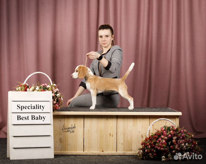 Хендлер (показ собаки на выставке)