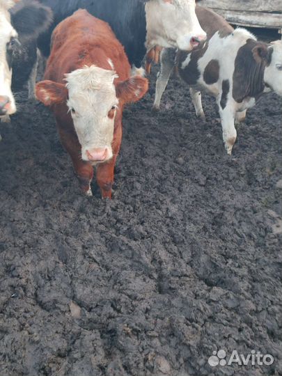 Продам тёлок