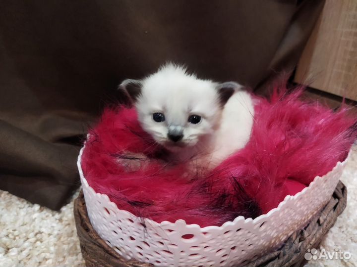 Кошка в добрые руки