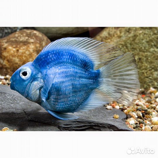 Попугай Платина Карликовый (арт 3296)